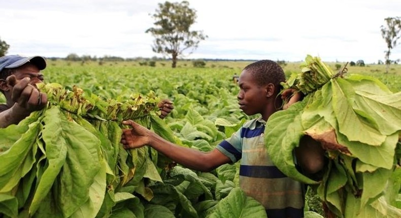 Farm workers harvest tobacco leaves at a farm ahead of the tobacco selling season in Harare March 3, 2015. 