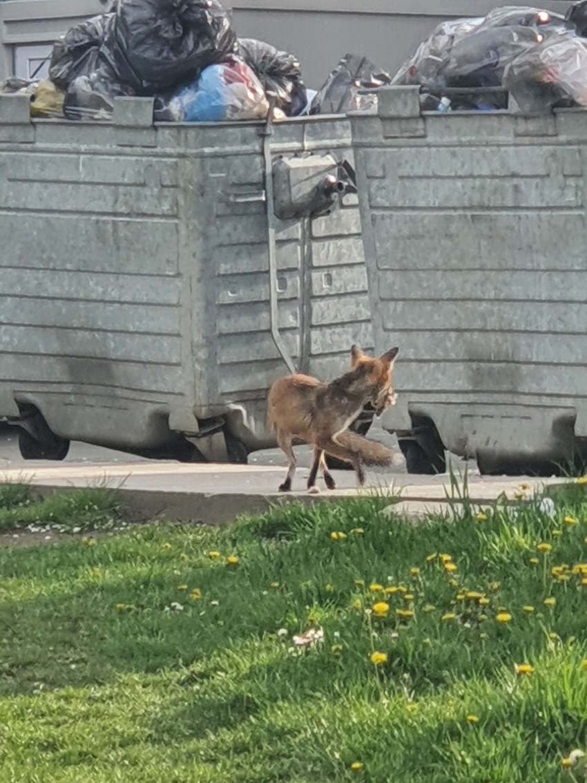 Lisica ispred bolnice u Beogradu