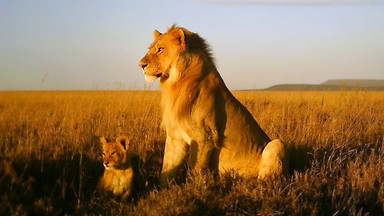 Tanzania - Park Narodowy Serengeti - bezkrwawe pułapki na zwierzęta