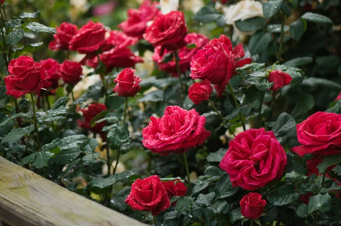 Ruže vole dosta vode, ali i redovno prihranjivanje