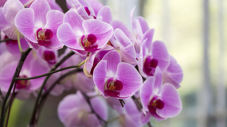 Orchidea - uprawa, podlewanie, pielęgnacja - Dom