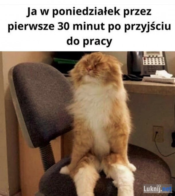 Poniedziałek - memy na dobry początek tygodnia