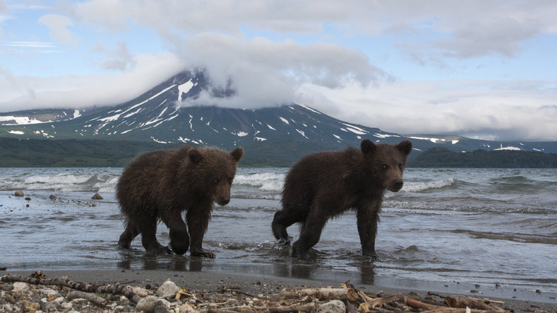 Niedźwiedzie brunatne nad jeziorem Kurylskim na Kamczatce