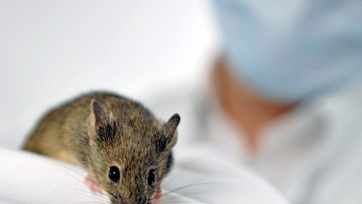 Zwyczaje seksualne myszy od dawna intrygowały wielu naukowców. Teraz mogą się one stać przedmiotem jeszcze dokładniejszych badań. Koreańskim naukowcom najprawdopodobniej udało się bowiem zmienić orientację seksualną jednego z gryzoniów pozbawiając go zaledwie jednego genu - informuje serwis Popular Science.