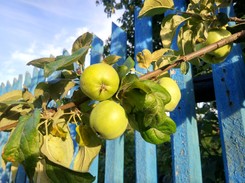 Przyczyna sąsiedzkich kłótni: Owoce z drzewa sąsiada na naszej działce. Do kogo należą?