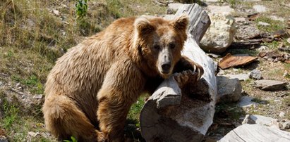 Groza w Tatrach. Niedźwiedzie demolują cmentarze