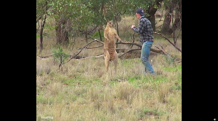 Harc zajlott le a kutya gazdája és a kenguru között/ Fotó: Facebook