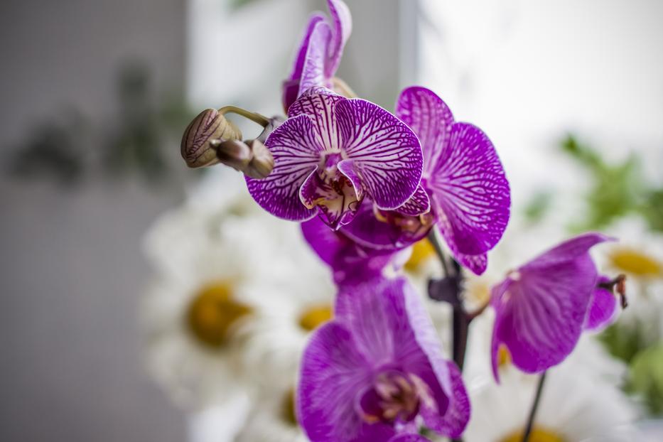 Orchidea /Fotó: Northfoto