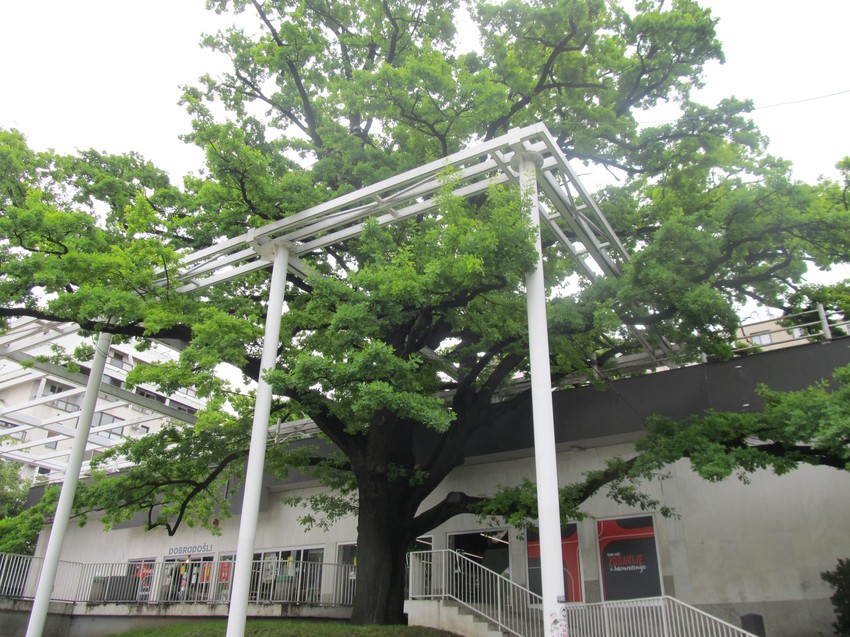 Hrast na Cvetnom trgu