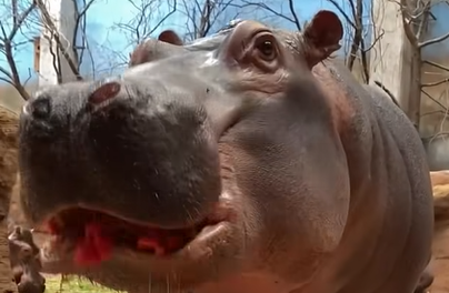 Arbuzowe love w zoo