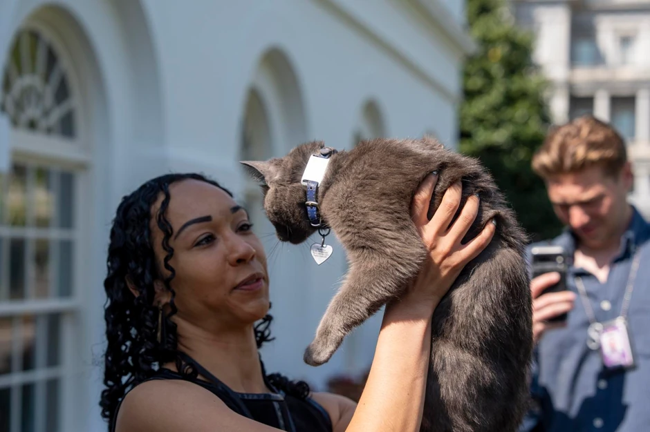 mačka Sofi iz Bele kuće