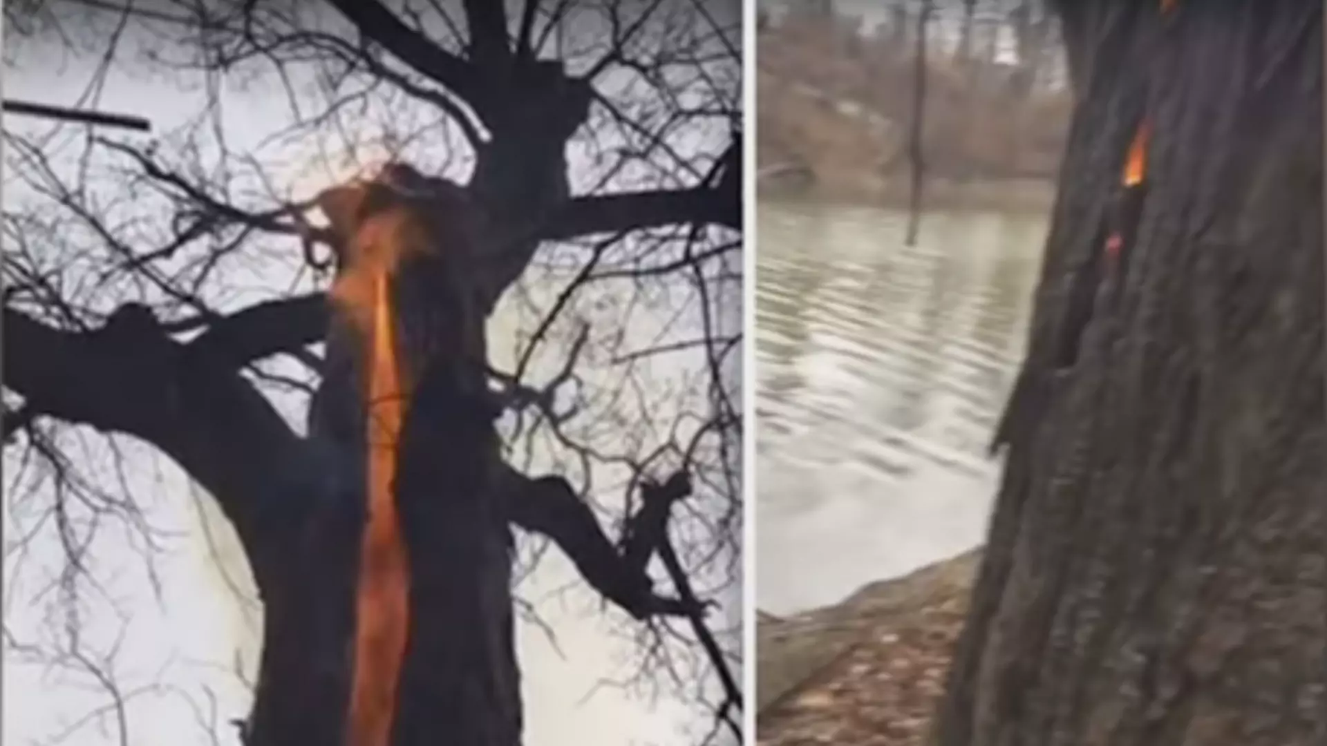 To wideo musisz dzisiaj zobaczyć: turyści trafili na "diabelskie drzewo", uciekają ze strachu
