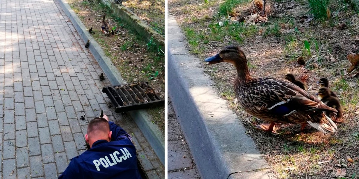 To było jak w filmie. Pisklaki wpadły do studzienki. Na pomoc ruszyli oleccy policjanci.