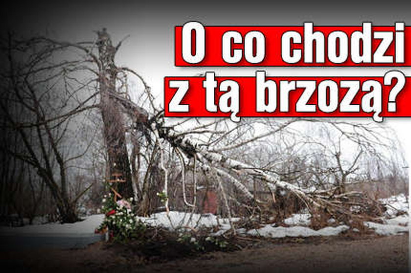 O co chodzi z tą brzozą