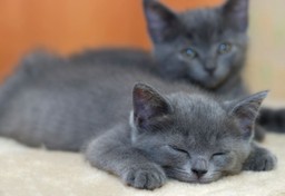 quiz z wiedzy o kotach. sprawdź, ile o nich wiesz! 100 proc. to nie lada wyzwanie wyzwanie