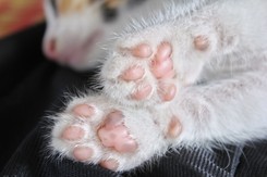 Skandal na planie programu. 'Kot był już blisko przejścia za Tęczowy Most'