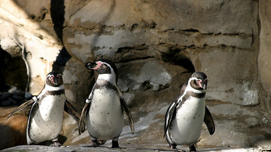 Pingwiny uciekły z duńskiego zoo