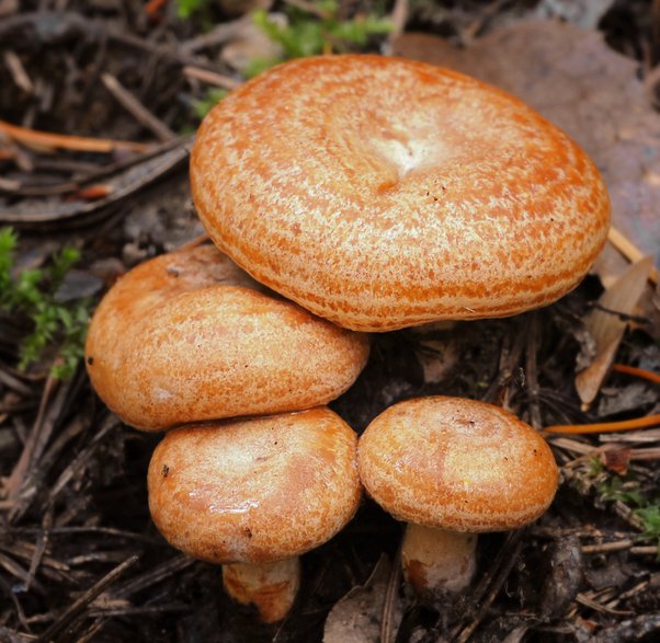 Mleczaj rydz - Autorstwa 2009-09-28_Lactarius_deliciosus.jpg: furtwangl from West Seattlederivative work: Ak ccm (talk) - 2009-09-28_Lactarius_deliciosus.jpg, CC BY 2.0, https://commons.wikimedia.org/w/index.php?curid=15286328