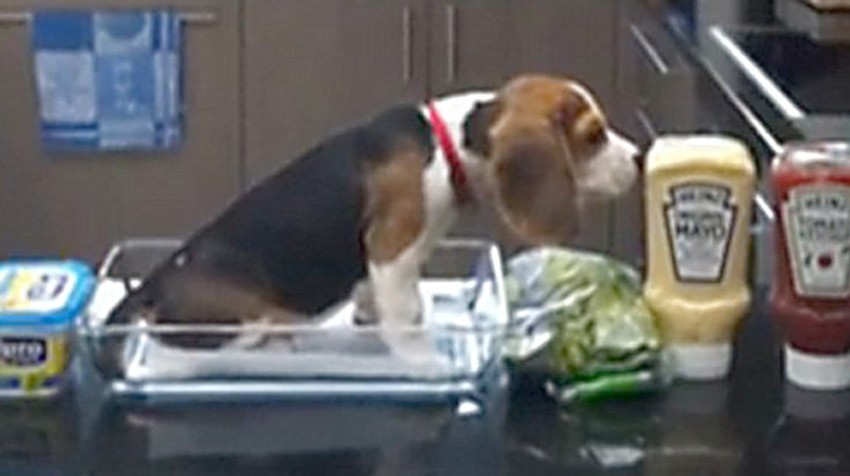 Kao mali je mogao da stane u vatrostalnu posudu, a sada je prerastao i krevetac