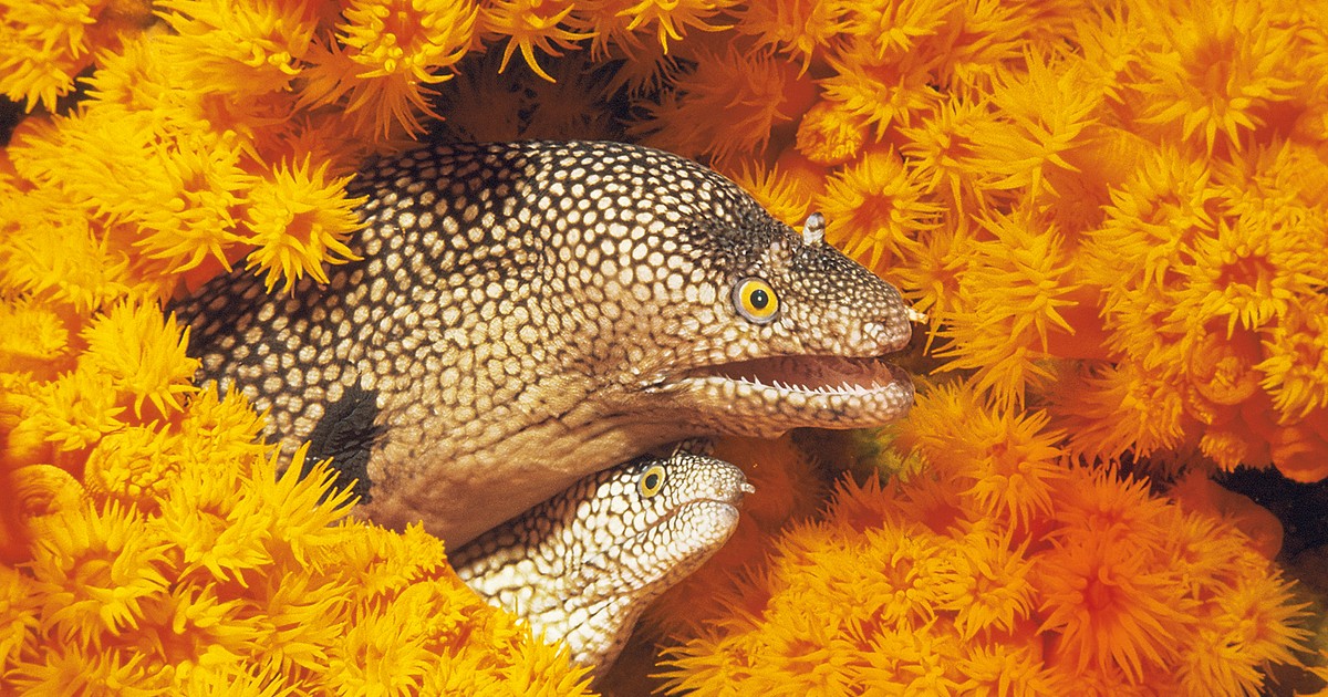 Ta ryba budzi grozę. Jej ukąszenia trudno się goją