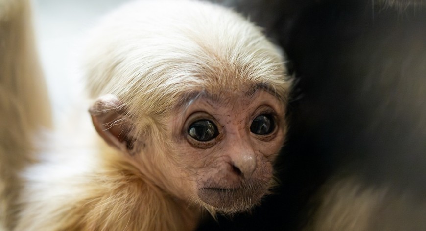 Mały gibon z wrocławskiego zoo ma miesiąc