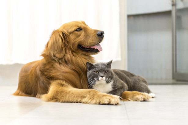 W opinii zainteresowanych, oznakowanie psa czy kota za pomocą za czipa jest kluczowym elementem walki z problemem bezdomności zwierząt.