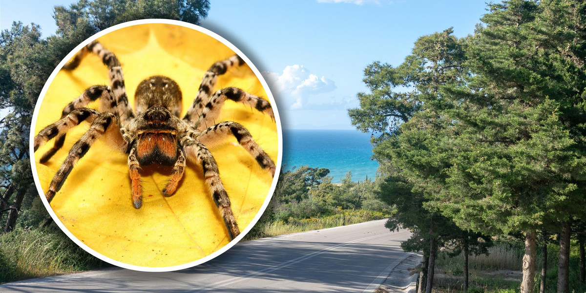 Turyści ze Szwajcarii zauważyli pająka. Chwilę później doszło do wypadku.