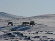 Galeria Spitsbergen, obrazek 1