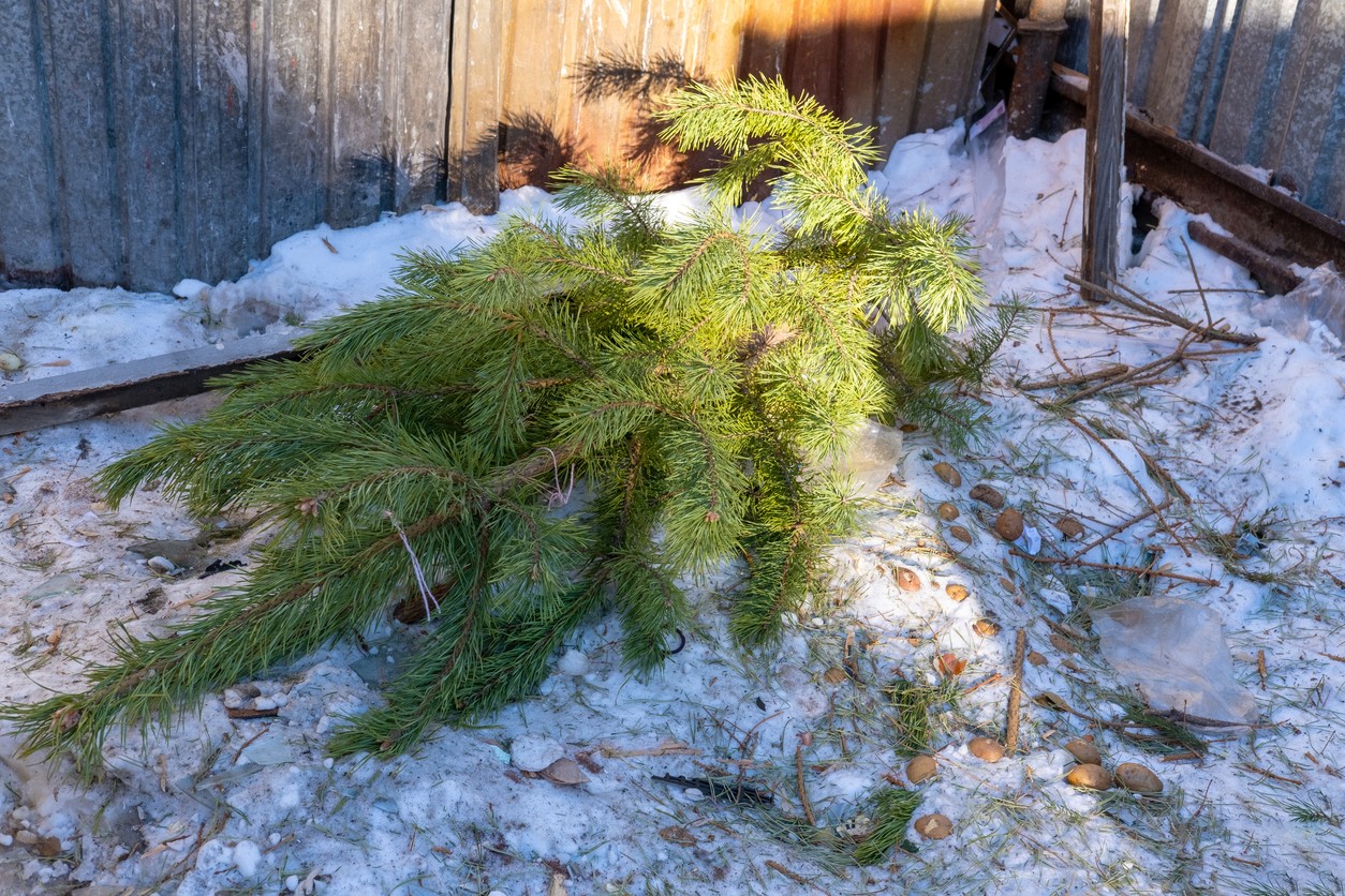 Takto smutne končí množstvo vianočných stromčekov.