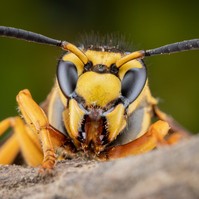 Mennyi idő után jelentkezhet anafilaxiás reakció lódarázscsípés után? Az orvos válaszol