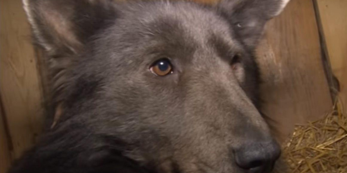 W Czelabińsku znaleziono psa, który jest podobny do niedźwiedzia 