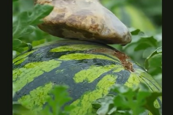 U Kini na lubenice stavljaju kamenje, tvrde da imaju savršen razlog za to - evo zašto (VIDEO)