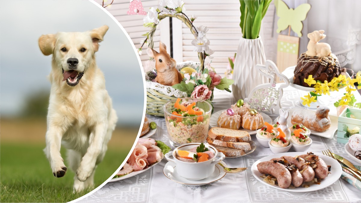 Trzymaj psa z dala od stołu wielkanocnego. 