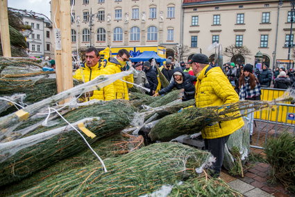 To będą drogie święta. Przegląd cen choinek