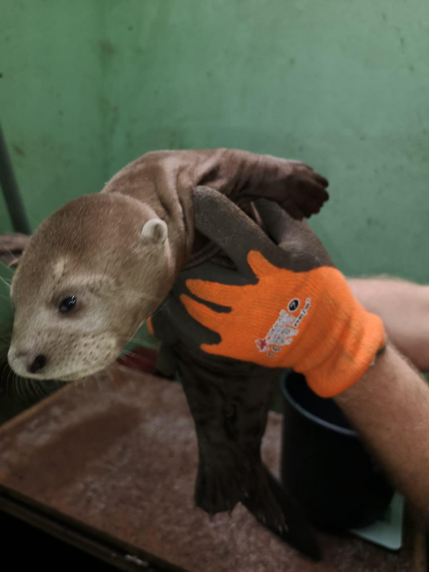 Trojaczki w łódzkim zoo