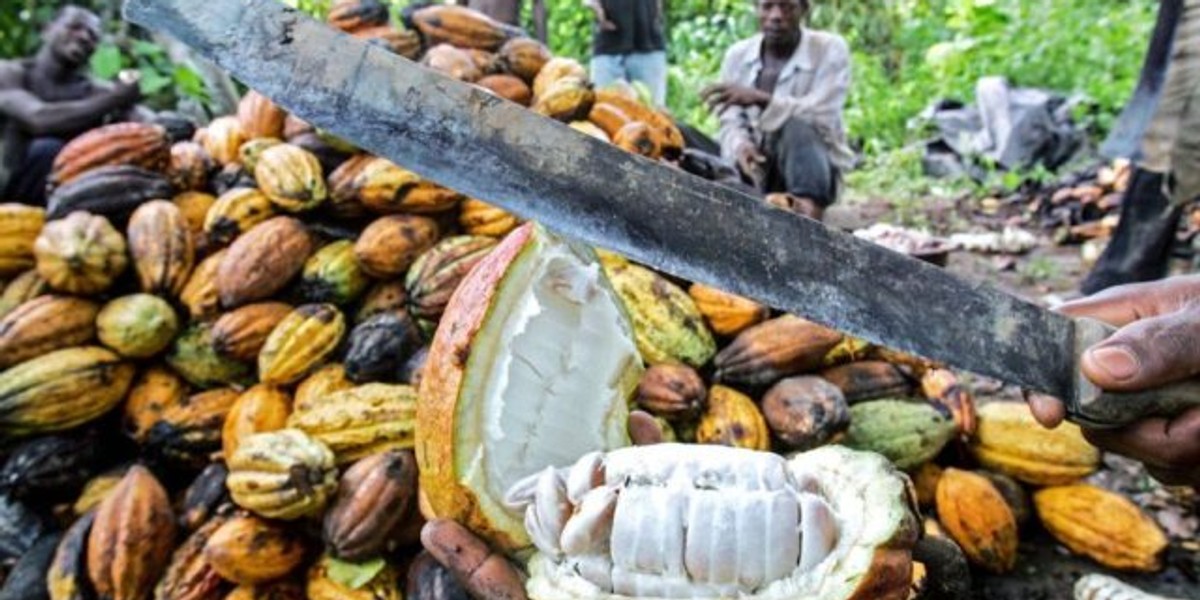 EU threatens to ban cocoa from Ghana over illegal mining Business