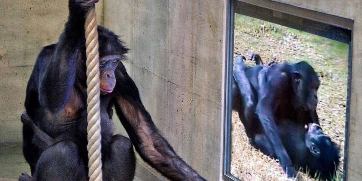 Szympanse oglądają zwierzęcy seks