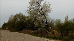 skarbu państwa nie można sądownie zmusić do sprzedaży gruntów rolnych