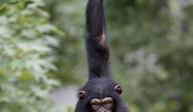508172_chimp-ap