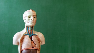 Trudny quiz z biologii. Wynik 20/20 to mistrzostwo