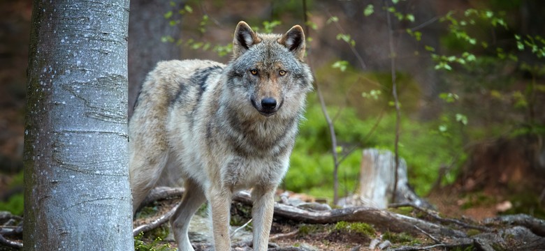 Myśliwi nie zapolują na łosia a nawet wilka, co z dzikami w miastach. Szykuje się rewolucja w prawie łowieckim