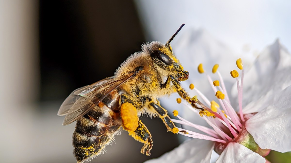 Loša reakcija na ubod pčele može da dovede do straha od pčela