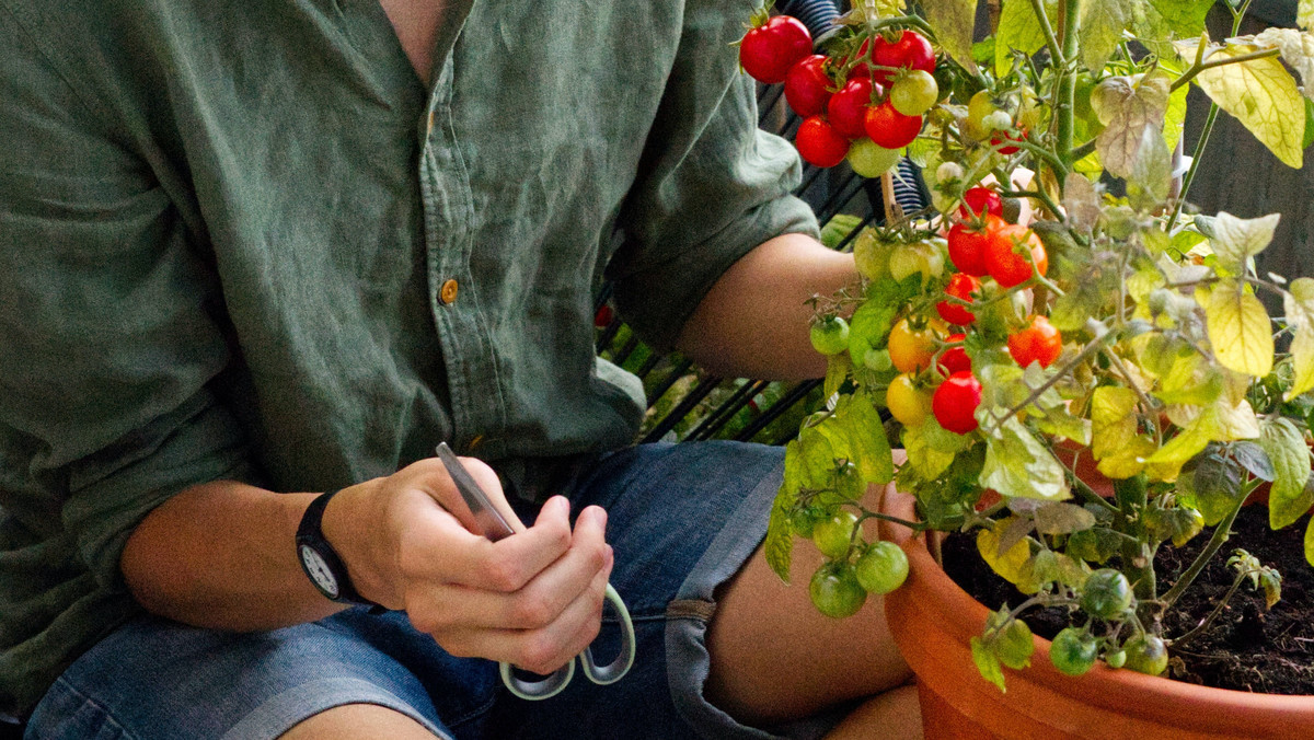 Jak prawidłowo podwiązać pomidory? Ten trik stosują zaprawieni działkowicze