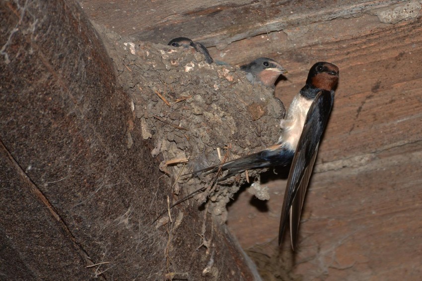 laste 1 foto tanjug ceda vuckovic