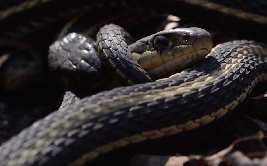 But if the female rejects the male, then she can prevent his sperm from fertilizing her eggs, a mechanism called "cryptic female choice." She simply waits for the smelly plug to dissolve and then mates with another male.