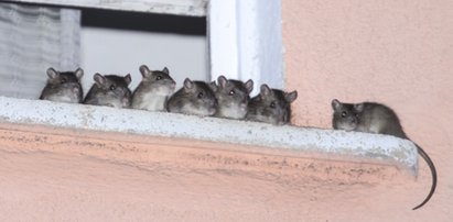 Syf, szczury i choroby. Zmienił życie sąsiadów w piekło!