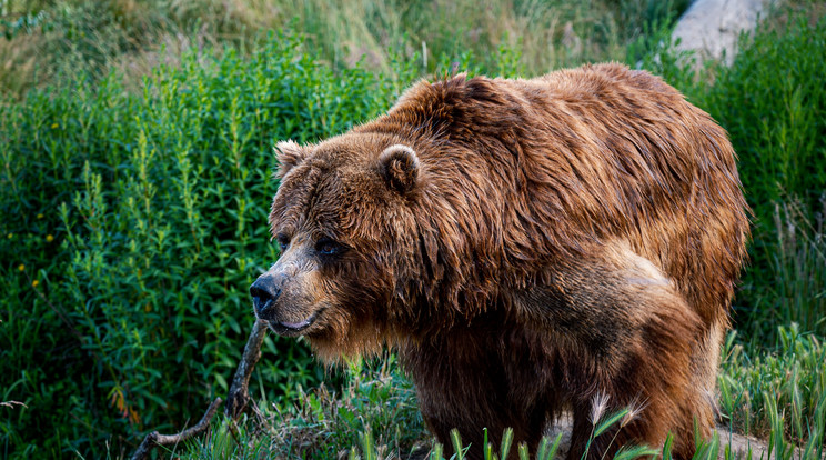 Császkáló medvéket láttak a marosvásárhelyi állatkert körül /Illusztráció: Pexels