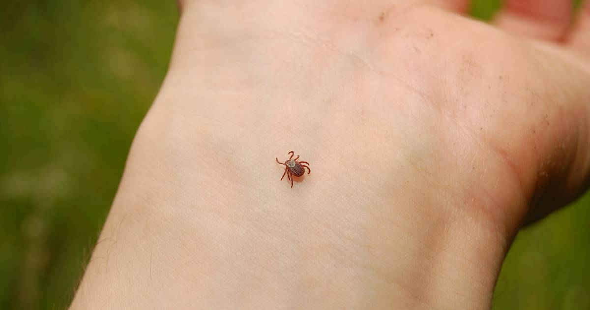Kleszcze mają ulubioną grupę krwi. Eksperci nie mają wątpliwości