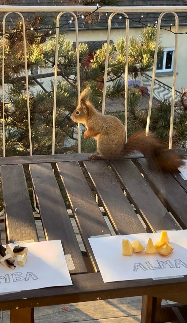 We melt: Charles, the squirrel is the latest tiktok star