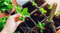 weź gałązkę i posadź w lutym. wiosną będziesz mieć darmowe sadzonki hortensji. rozmnażanie hortensji z patyków jak zrobić sadzonki hortensji